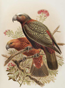 Kākā chromolithograph