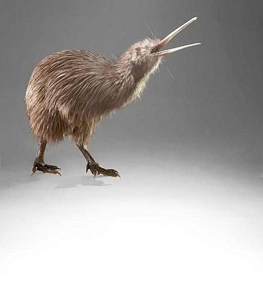 North Island Brown Kiwi