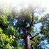 Tree image. 