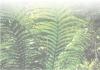 Tree image. 