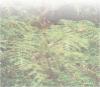 Fern image. 