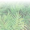 Fern image. 